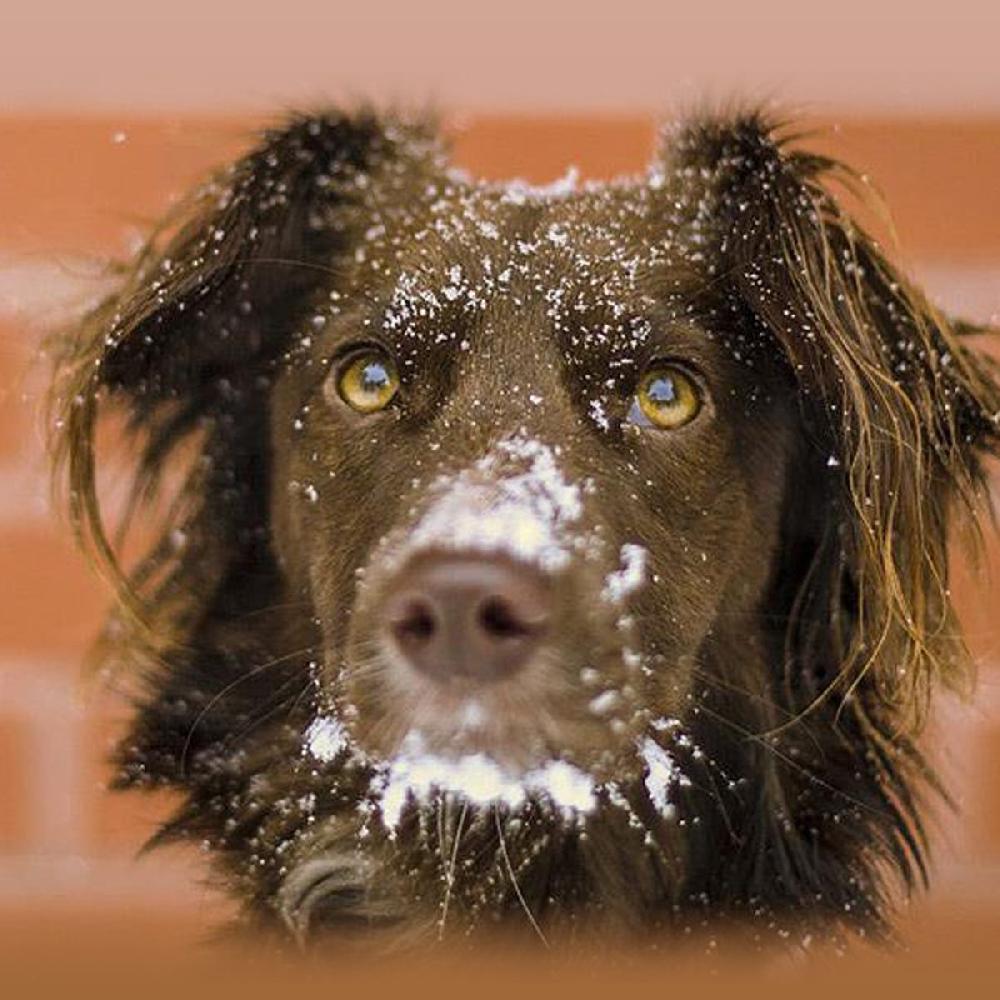 Miscota JTPharma Vitamina C Per Cani Gatti Ed Esotici Vendita Economica