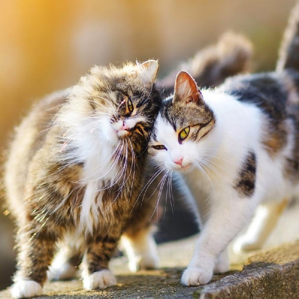 Miscota JTPharma Vitamina C Per Cani Gatti Ed Esotici Vendita Economica