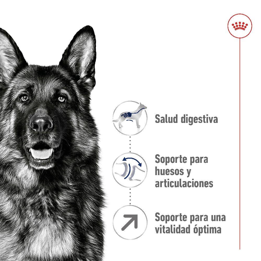 Miscota Royal Canin Cibo Secco per Cani Maxi Adult +5 Offerta natalizia