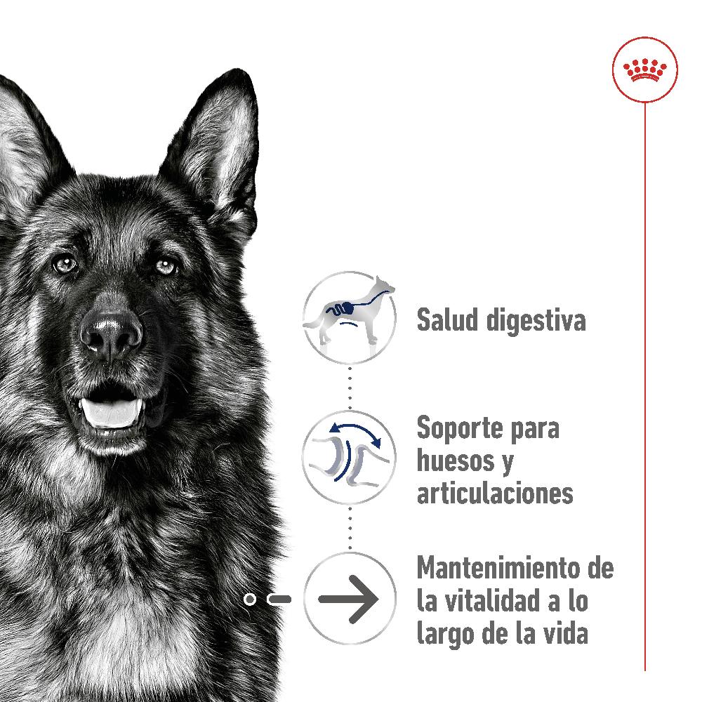 Miscota Royal Canin Maxi Ageing+8 Cibo per cani grandi anziani per cani anziani Super Saving Price