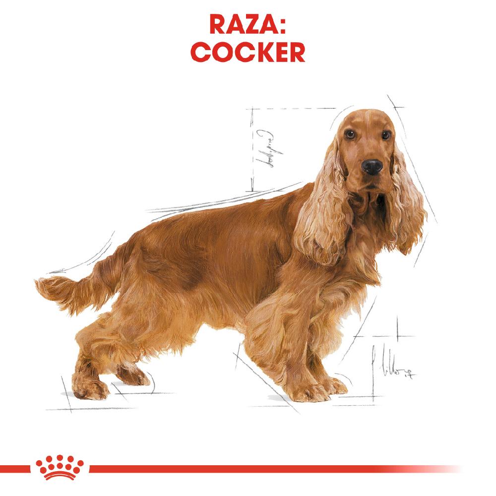 Miscota Royal Canin Cibo Secco per Cani Cocker Adult Offerta settimanale