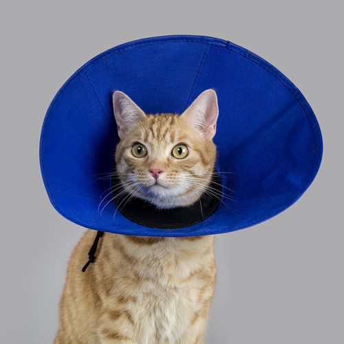 Miscota KVP Ez Soft Elizabethan Collar con Tessuto Limitato a 3 giorni