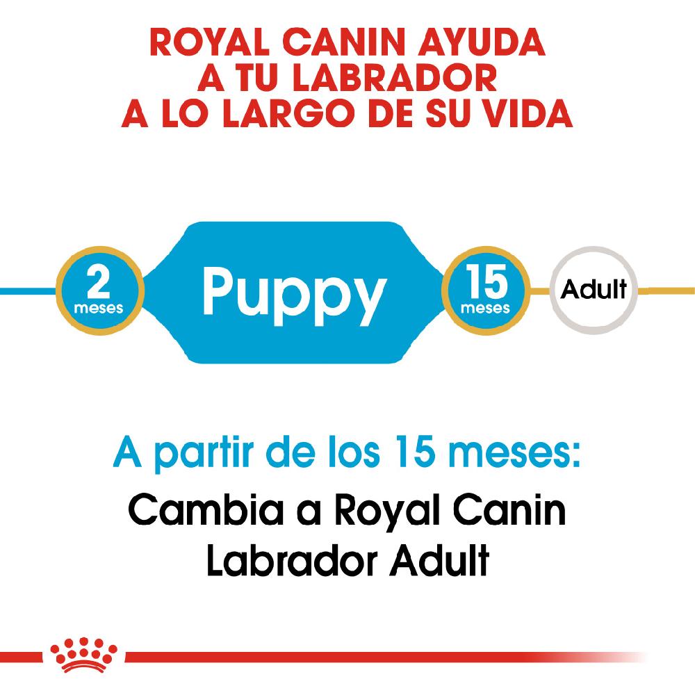 Miscota Royal Canin Cibo Secco per Cani Labrador Retriever Junior Negozi Online
