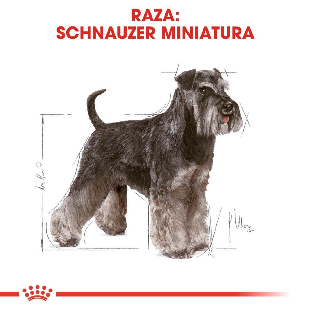 Miscota Royal Canin Cibo Secco per Cani Schnauzer Mini Adult Consegna Veloce