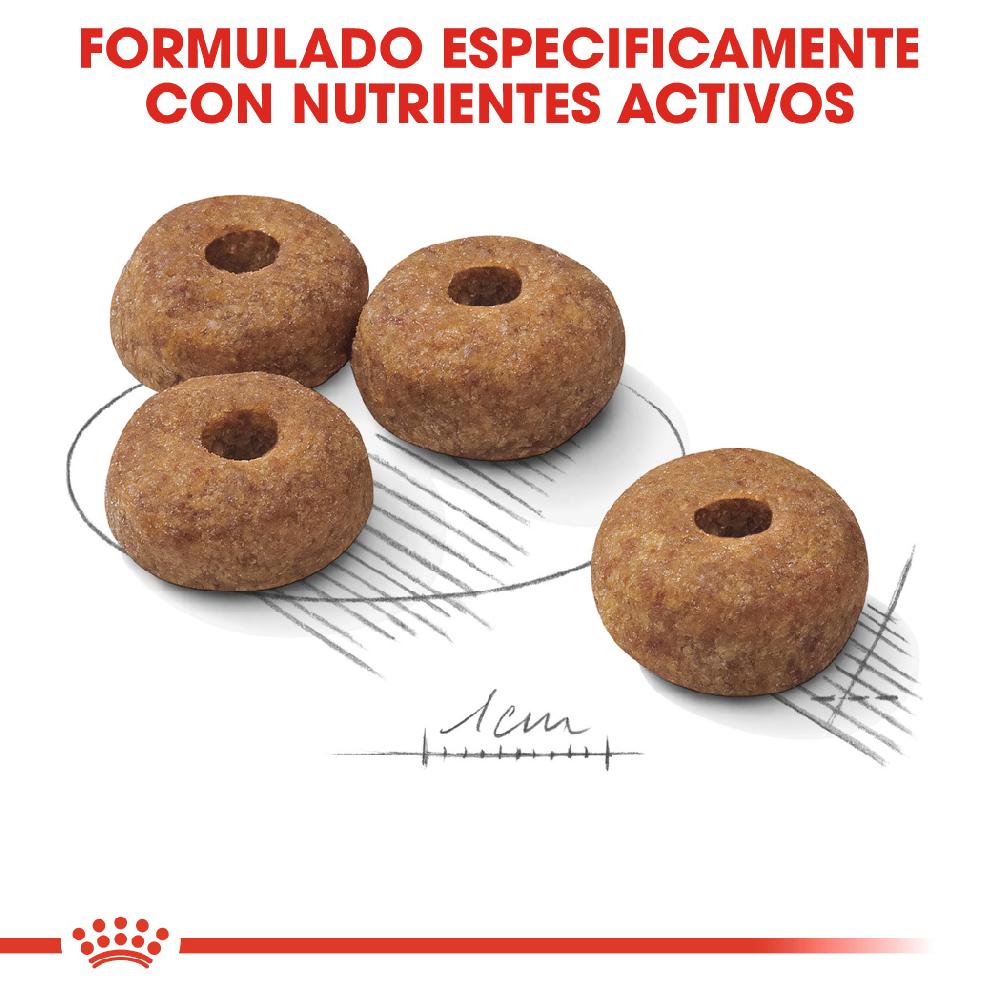 Miscota Royal Canin Medium Sterilised Adult Sterilized Medium Adult Dog Food Promozione Limitata