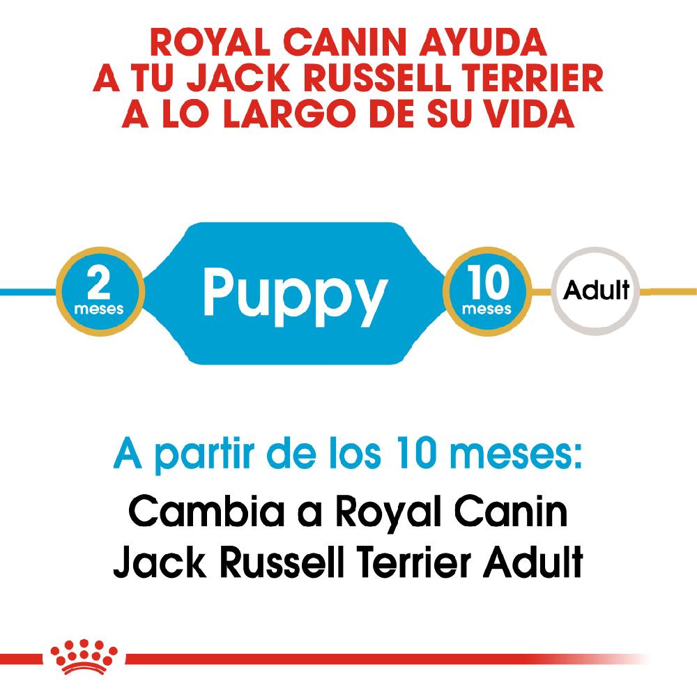 Miscota Royal Canin Cibo Secco per Cani Jack Russell Junior Convenienza