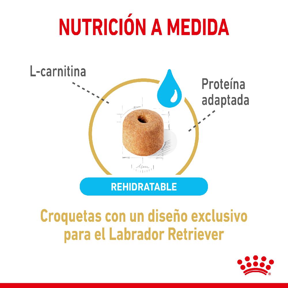 Miscota Royal Canin Labrador Retriever Adult 5+ Saldi Di Fabbrica