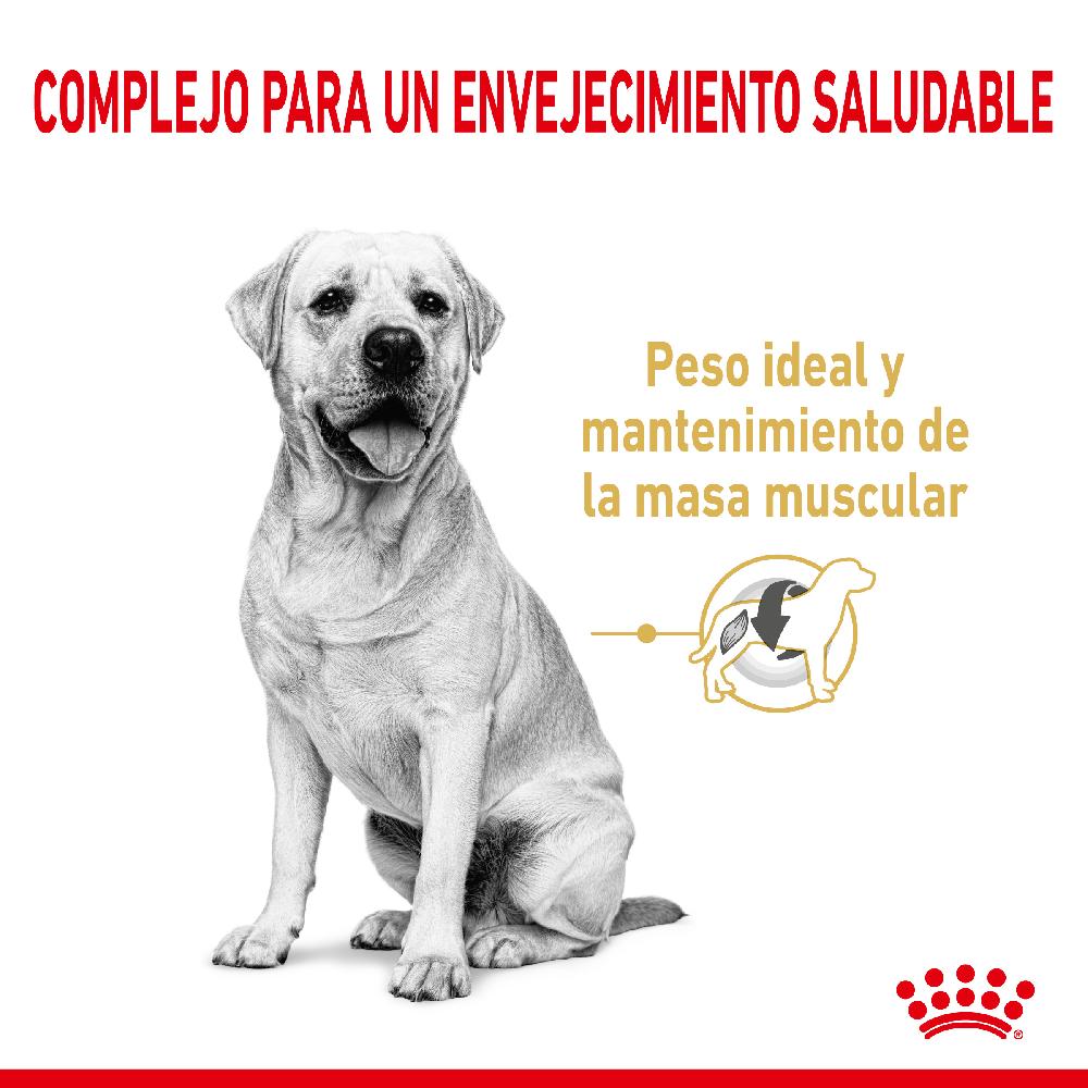 Miscota Royal Canin Labrador Retriever Adult 5+ Saldi Di Fabbrica