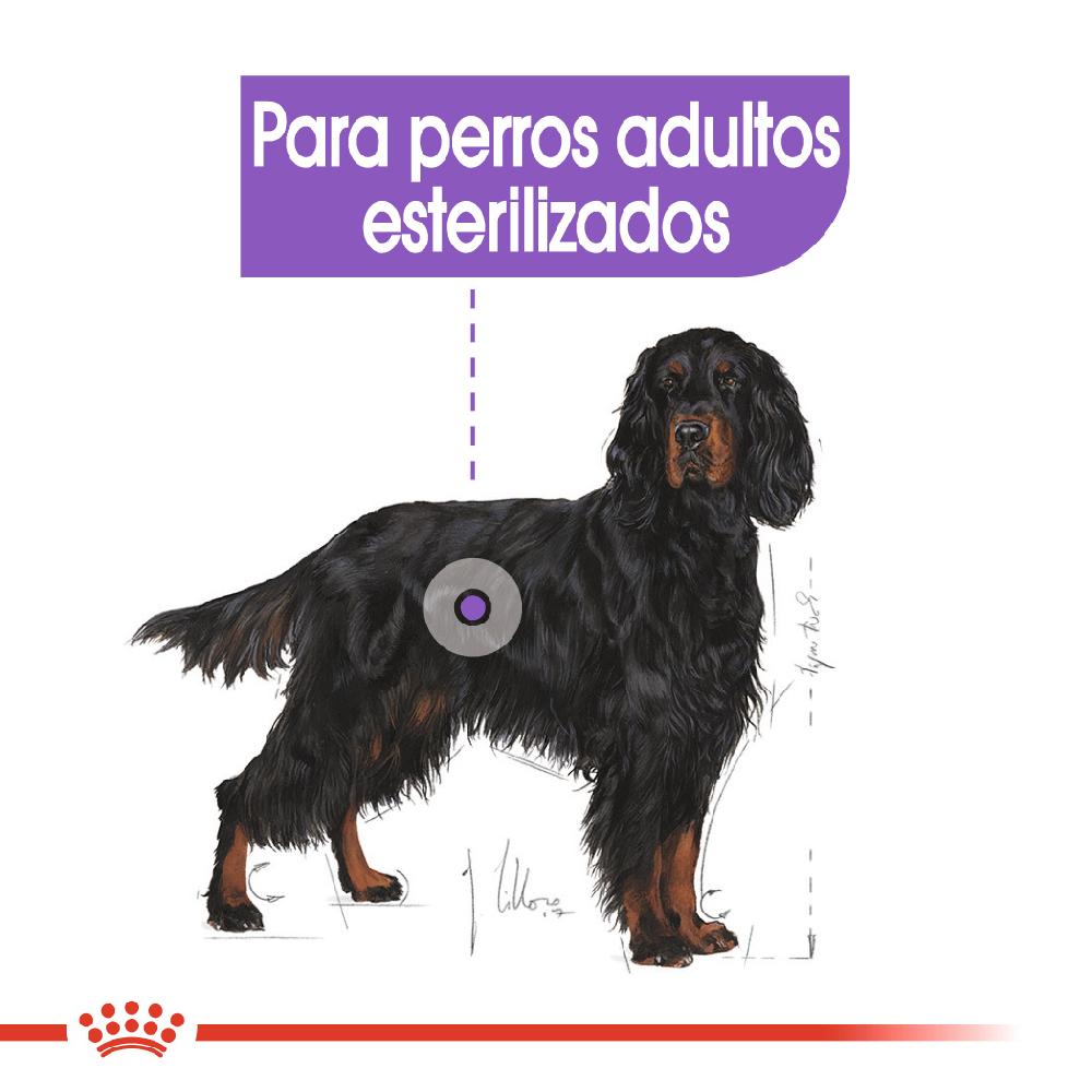 Miscota Royal Canin Maxi Sterilised Sterilised Adult Dog Food Offerta migliore