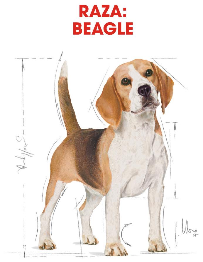 Miscota Royal Canin Beagle Adult Nuovi prodotti