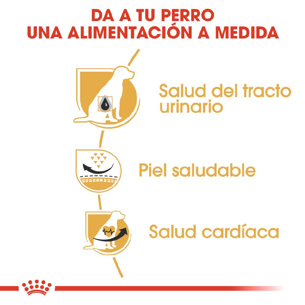 Miscota Royal Canin Cibo Secco per Cani Dalmatian Adulto Ultimi tre giorni