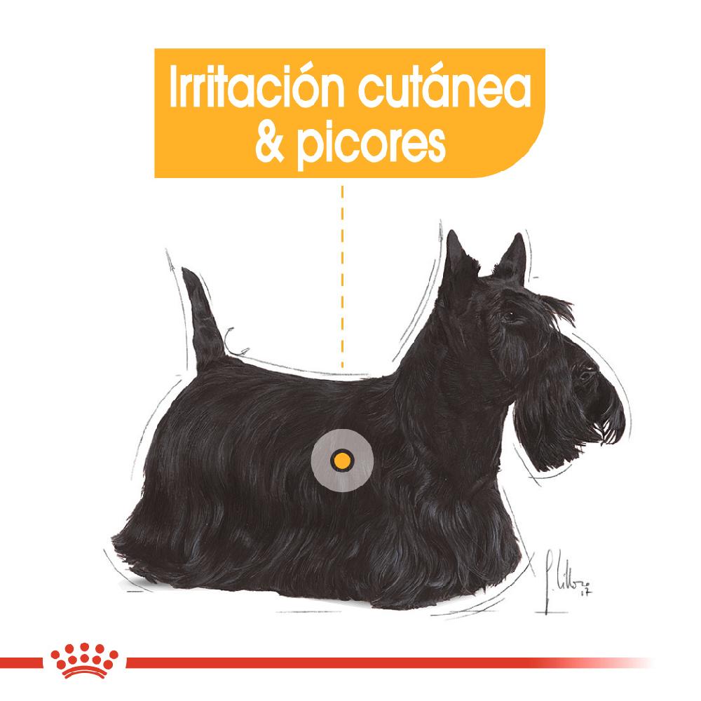 Miscota Royal Canin Mini Dermacomfort Adult Small Dog Food pelle sensibile Outlet
