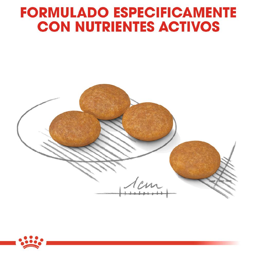 Miscota Royal Canin Mini Dermacomfort Adult Small Dog Food pelle sensibile Outlet