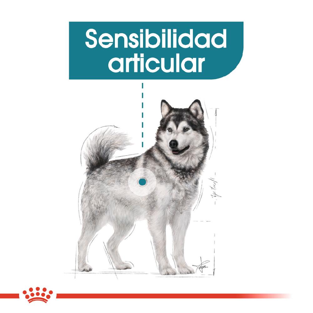 Miscota Royal Canin Maxi Joint Care Large Adult Food con sensibilità alle articolazioni Offerte