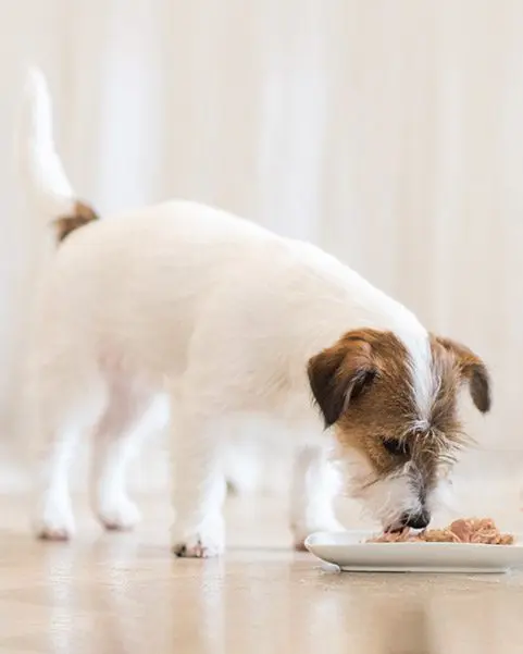 Miscota Schesir Multipack X4 Cibo Umido per Cani di Tonno Con Sconto di tempo limitato