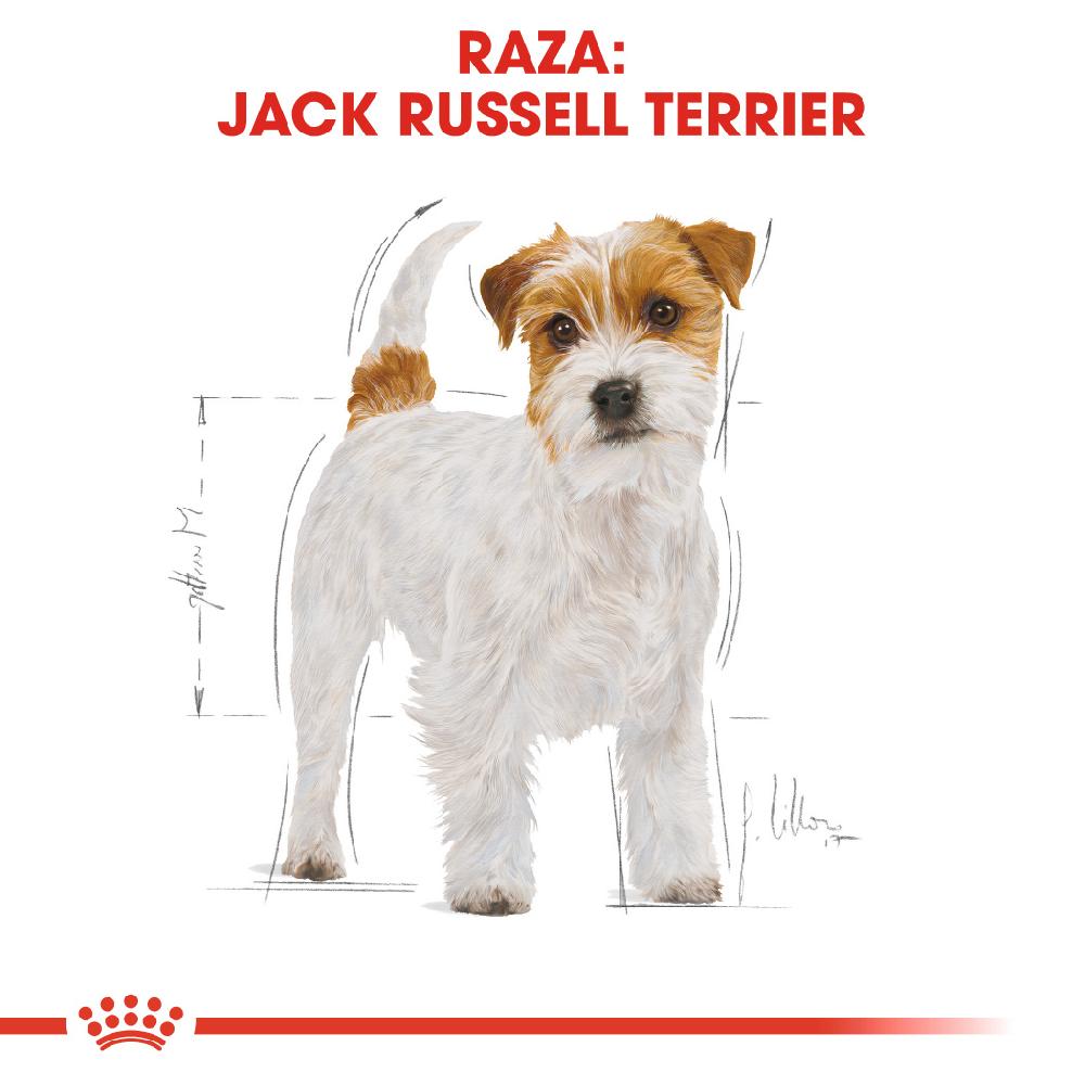 Miscota Royal Canin Cibo Secco per Cani Jack Russell Adult Grande vendita
