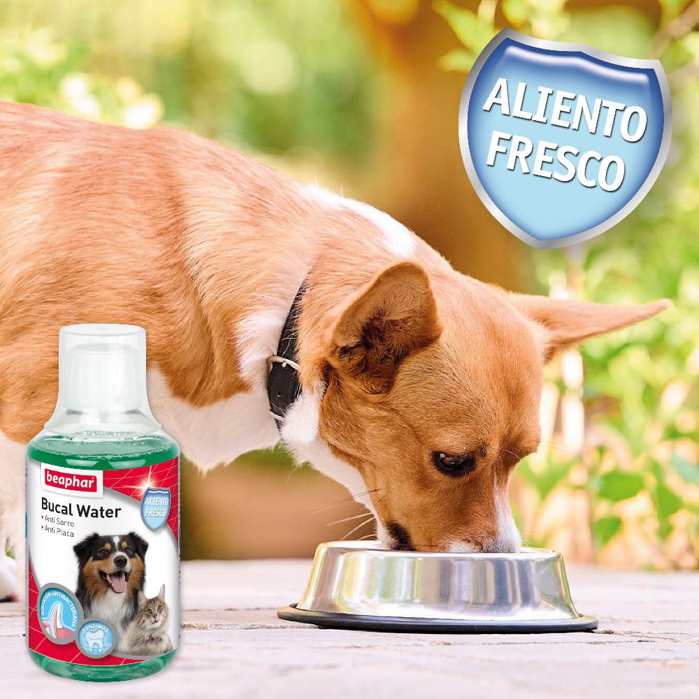 Miscota Beaphar Collutorio Bucal Water per Cani e Gatti Shopping online
