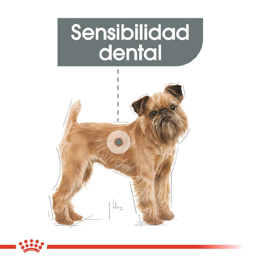 Miscota Royal Canin Mini Dental Care Solo un giorno rimasto