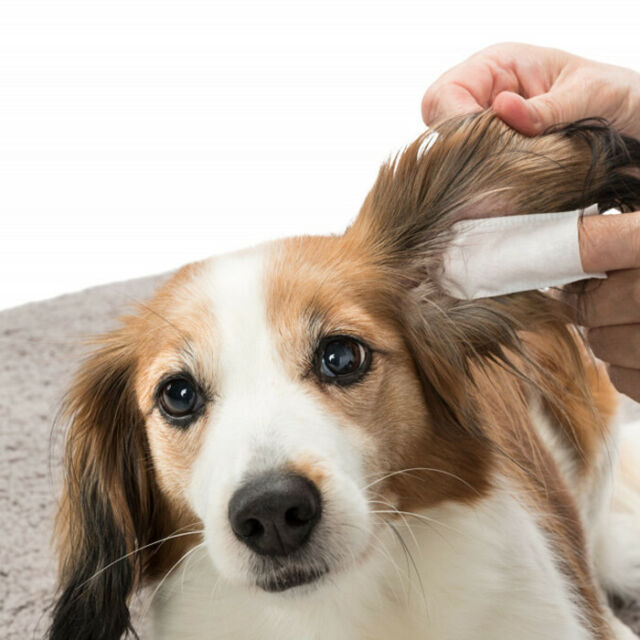 Miscota Trixie Detergente Per Le Orecchie Ear Care In Linea