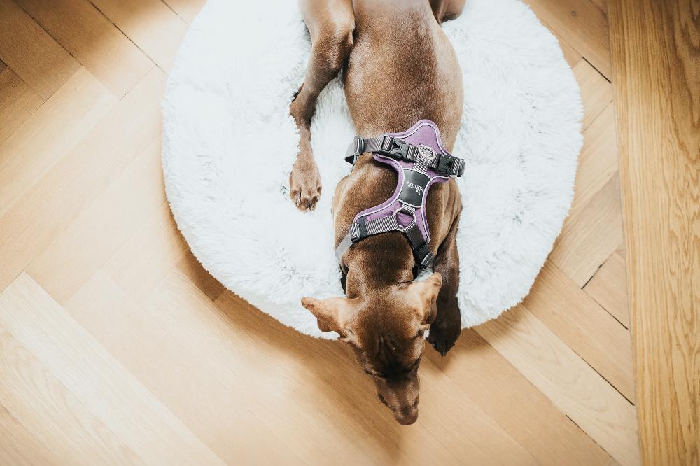 Miscota Hunter Divo Lila Harness Sostegno trimestrale