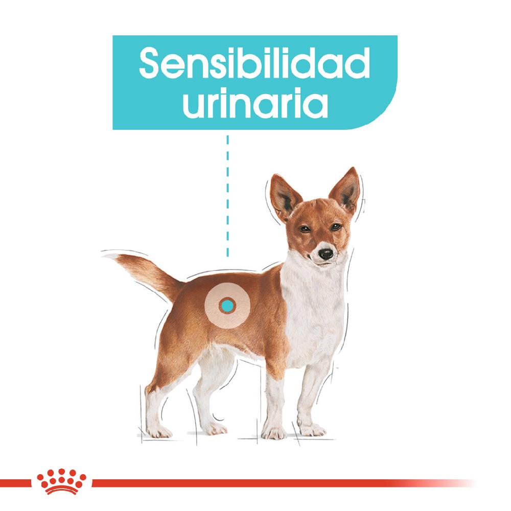 Miscota Royal Canin Mini Urinary Promozione
