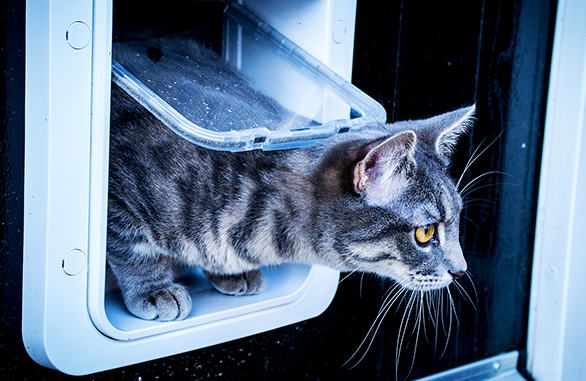 Miscota Sure Petcare SureFlap Porta con Microchip Connect Spedizione gratuita