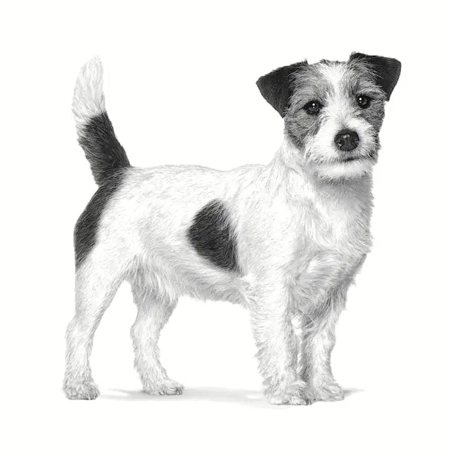 Miscota Royal Canin Alimento gastrointestinale a basso contenuto di grassi per cani di piccola taglia