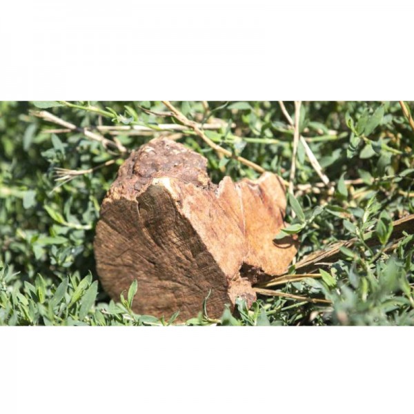 Leopet Radice di Erica In vendita