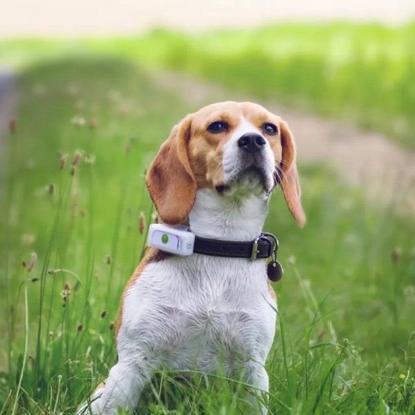 Weenect Dogs 2 Localizzatore GPS per Cani Offerta per la Festa della Mamma