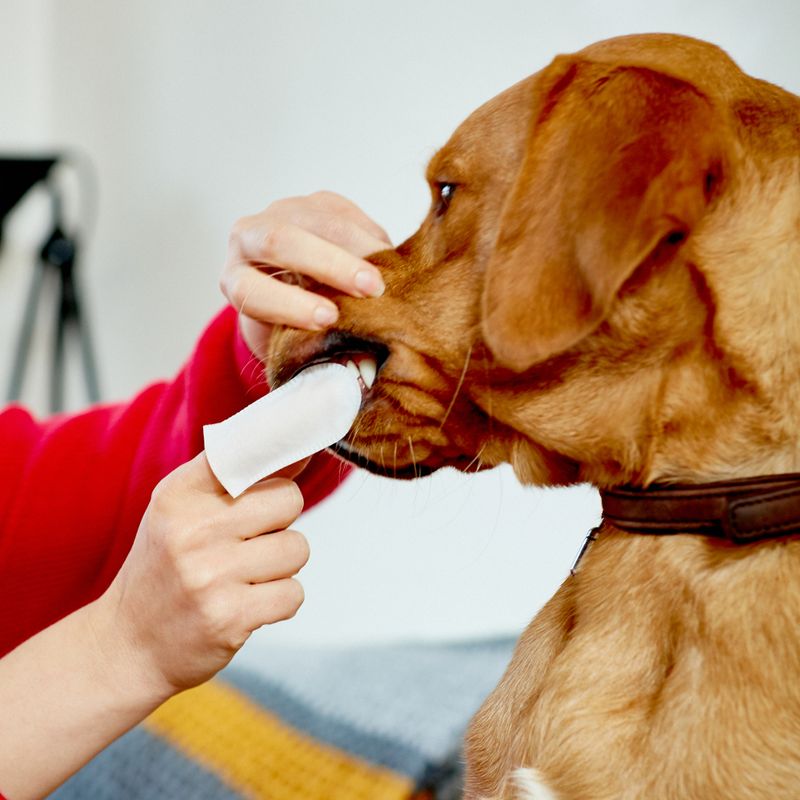 Bitiba Salviette per l'igiene orale Vet's Best® Clean Convenienza