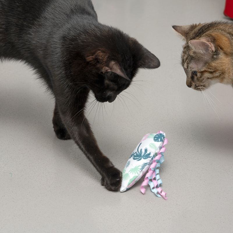 Bitiba Gioco per gatti TIAKI Tavola da surf con catnip Vendite Flash
