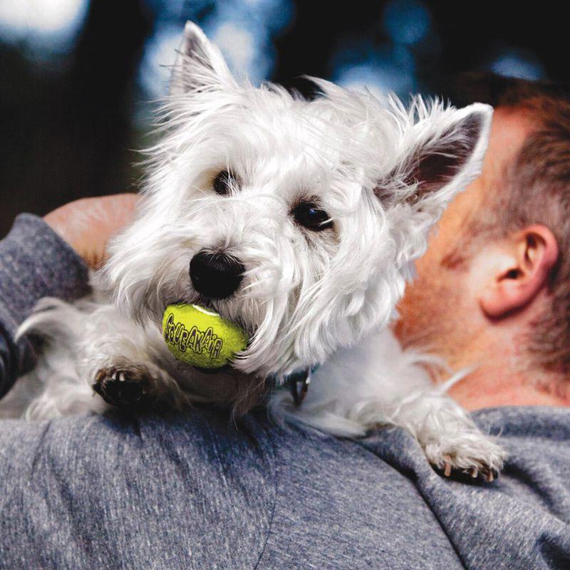 Bitiba Palla per cani KONG AirDog Squeakair Ball Saldi