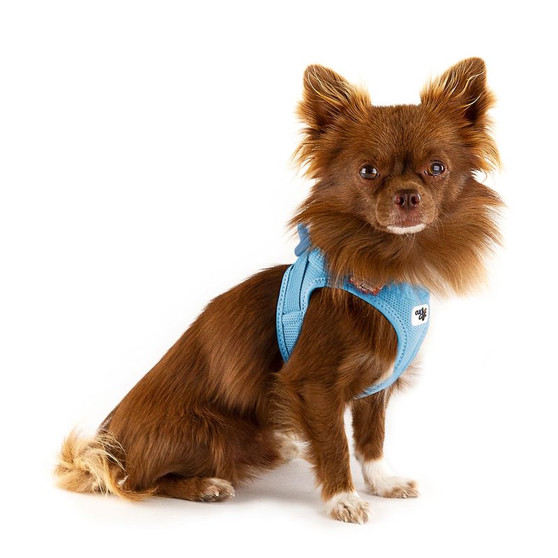 Bitiba Pettorina curli Vest Clasp Air-Mesh - celeste Offerta