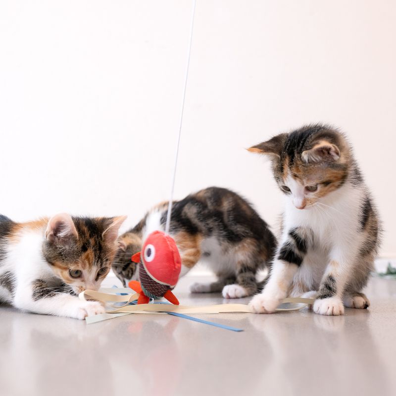 Bitiba Cannetta gioco per gatti TIAKI con anello Vendita Economica