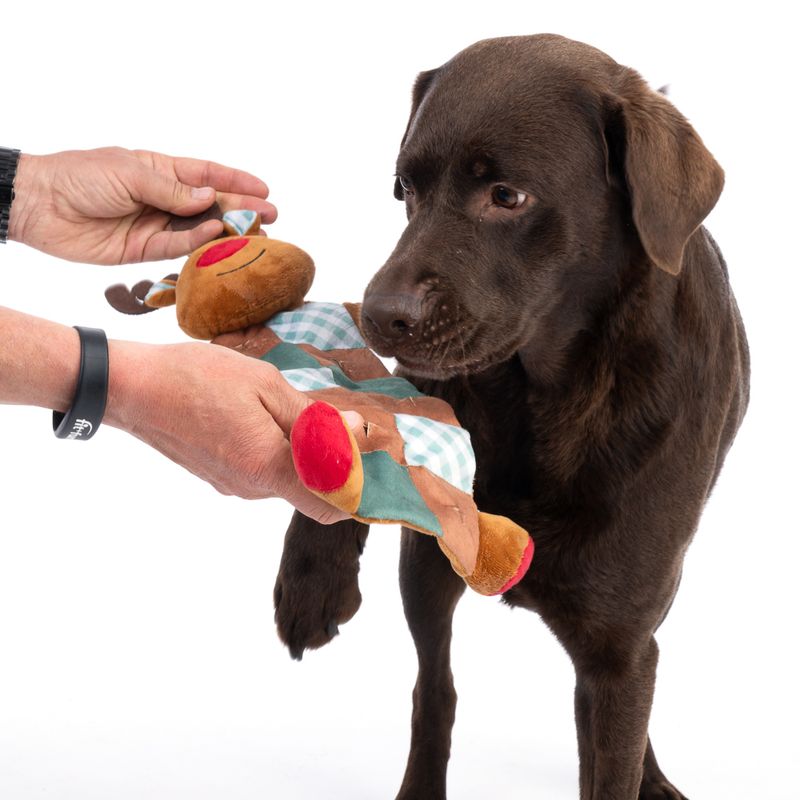 Bitiba Gioco nascondiglio per cani TIAKI Renna Saldi Di Fabbrica