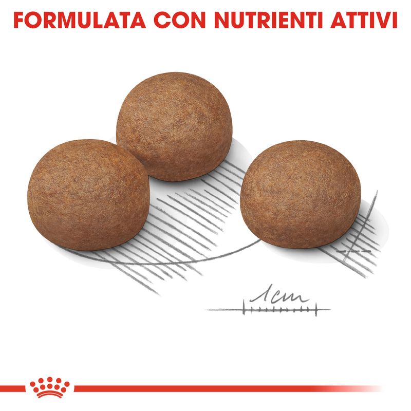 Bitiba Royal Canin Maxi Digestive Care Crocchette per cane Nuova