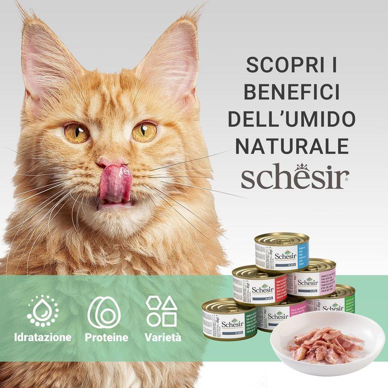 Bitiba Schesir in Gelatina 6 x 85 g 2025