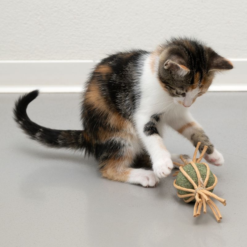 Bitiba Modern Living Catnip Candy Samarcanda Enormi risparmi