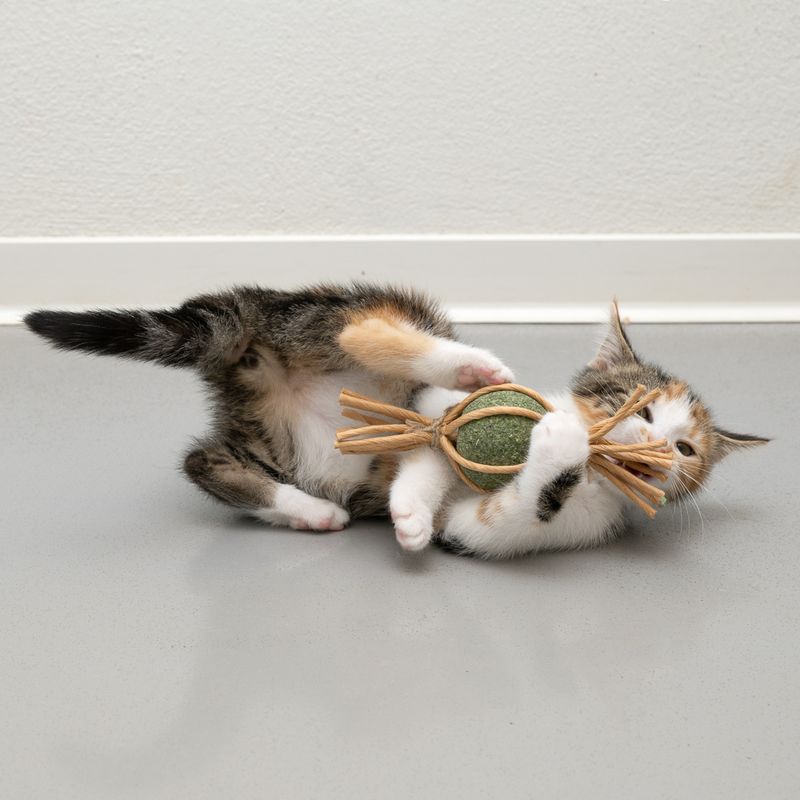 Bitiba Modern Living Catnip Candy Samarcanda Enormi risparmi