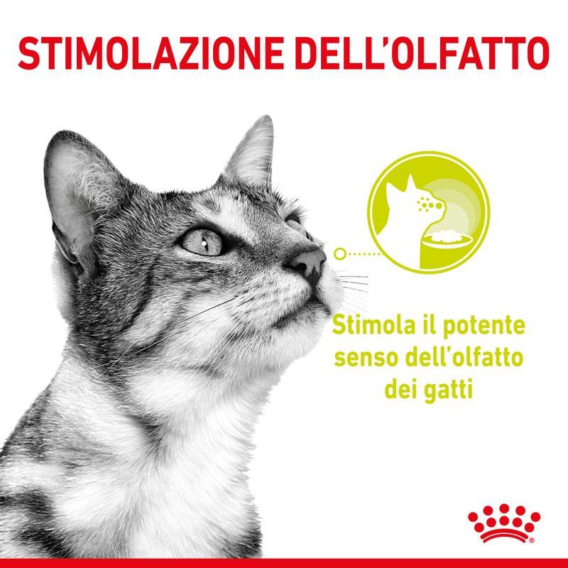 Bitiba Royal Canin Sensory in Salsa Pacco misto umido per gatti Convenienza