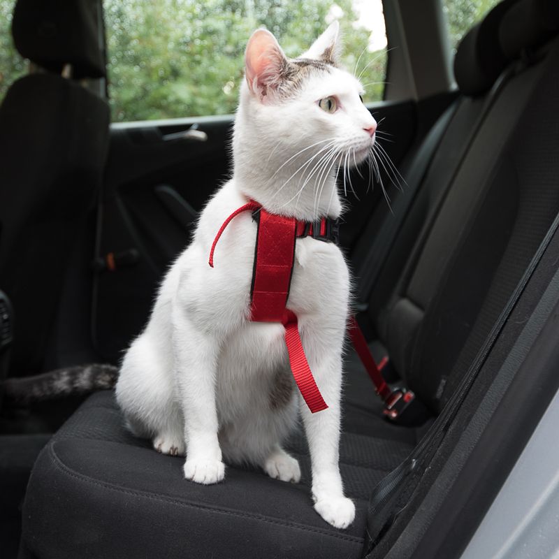 Bitiba Pettorina da automobile per gatti Trixie Vendite stagionali