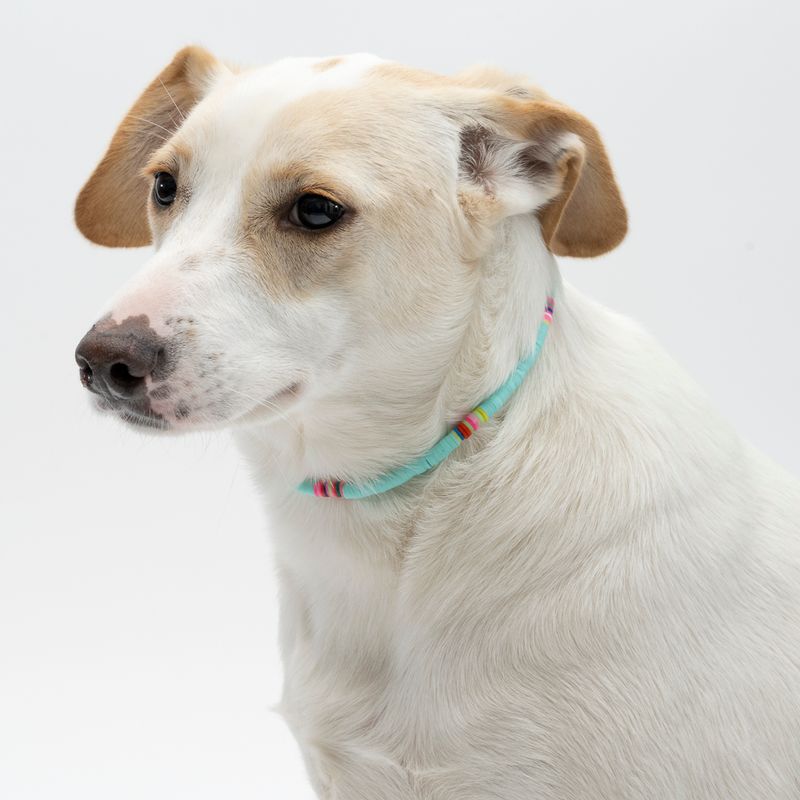 Bitiba Collana per cani TIAKI Nuovi prodotti