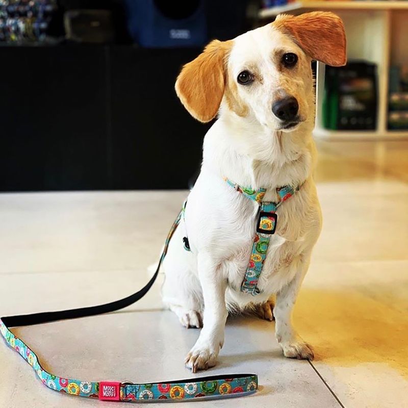 Bitiba Ciambelle di Max & Molly H-Harness In vendita