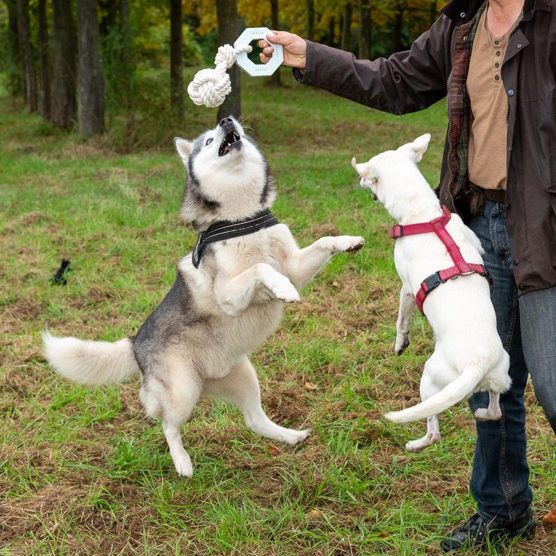Bitiba Gioco per cani Modern Living Vigo 2025