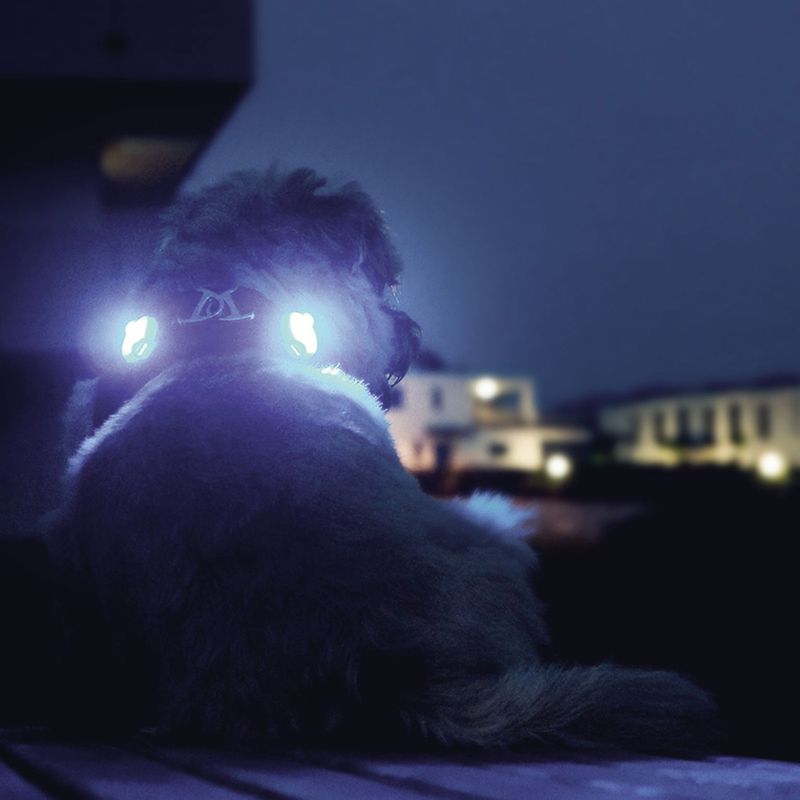 Bitiba LED luumi curli per collare o guinzaglio (2 pz) Outlet