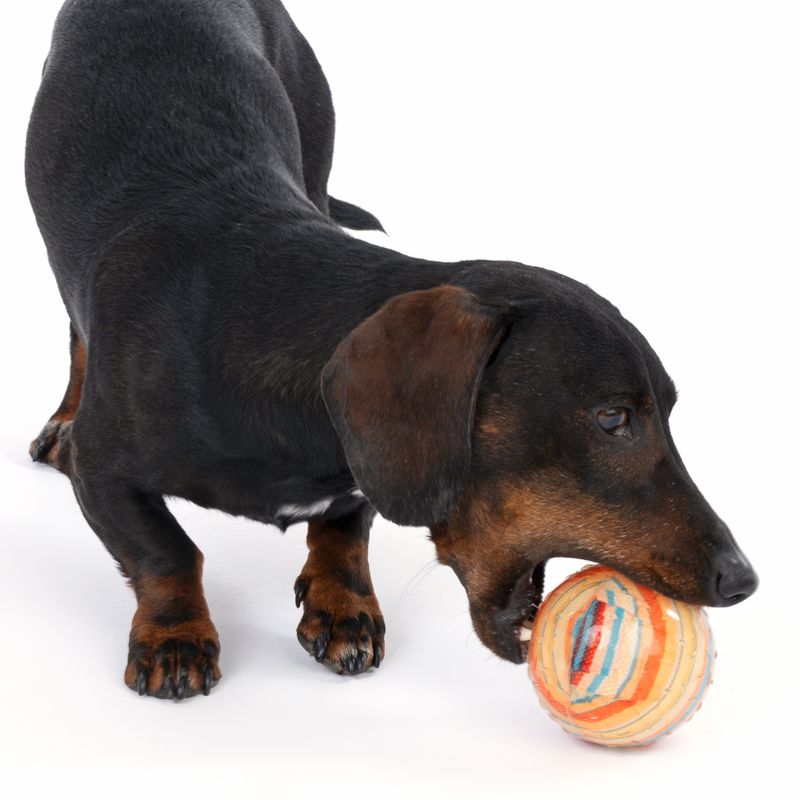Bitiba Gioco per cani TIAKI Palla in TPR Fantasy Bestseller