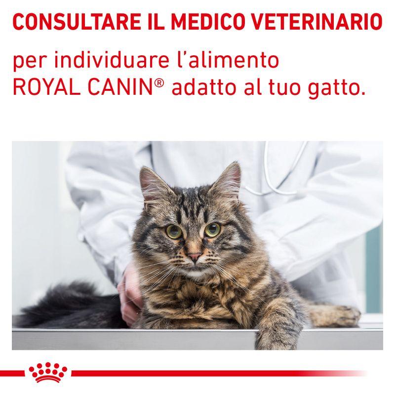 Bitiba Royal Canin Renal Feline Veterinary Alimento umido per gatti Trasporto libero internazionale